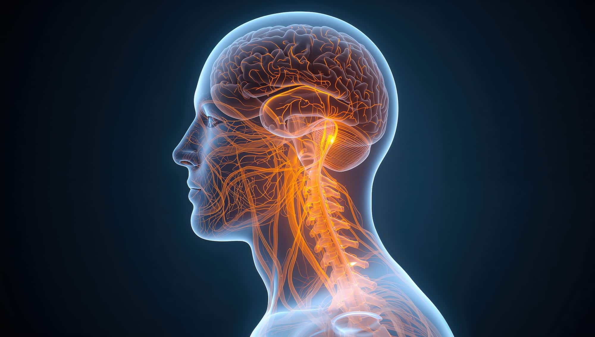 A detailed anatomical illustration of a human head and neck in profile view, showcasing the brain and spinal cord. The nervous system is highlighted with orange lines, set against a dark background, to emphasize the connections between these structures.